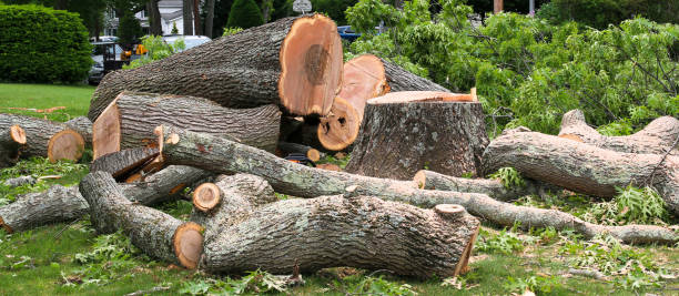 How Our Tree Care Process Works  in  Kotzebue, AK